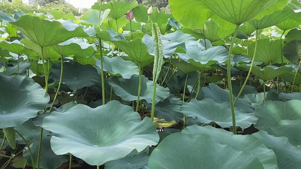 Lotus leaf, JPG Lotus leaf, JPG