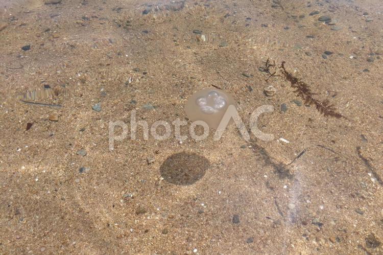岡山県笠岡市の海岸に浮かぶミズクラゲ 岡山,笠岡,海岸の写真素材