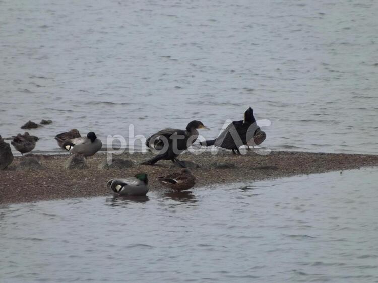 それぞれの毛繕い 渡り鳥,野鳥,湾内の写真素材