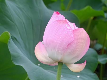 雨と蓮 雨と蓮 蓮の花,可愛い,ピンクの写真素材