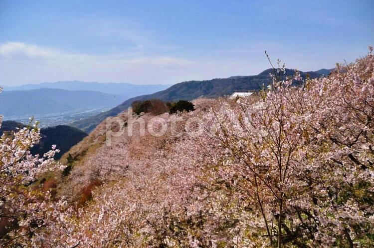 桜のある風景　　　　　 桜,自然,花の写真素材