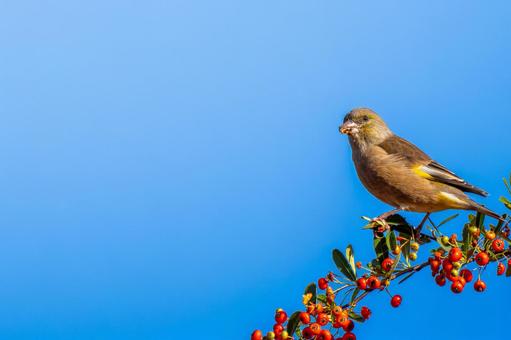 ピラカンサとカワラヒワ・コピースペースの写真