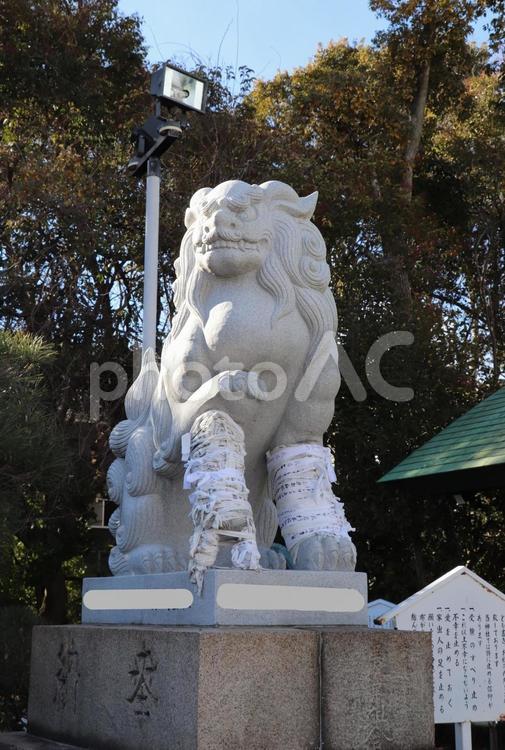 和田神社　狛犬 和田神社,わだじんじゃ,狛犬の写真素材