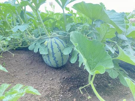 スイカの赤ちゃん スイカの赤ちゃん スイカ,芽,野菜の写真素材