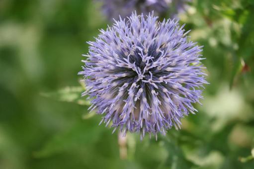 青紫色のルリタマアザミの花のアップ 青紫色のルリタマアザミの花のアップの写真