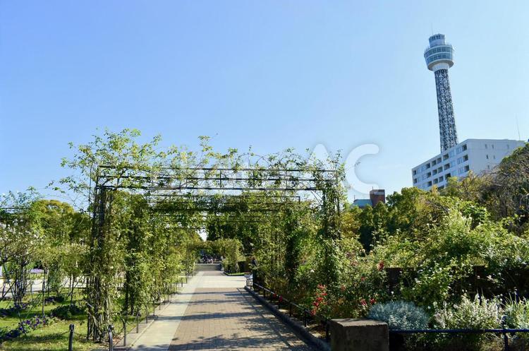 山下公園の自然とマリンタワー マリンタワー,横浜,山下公園の写真素材