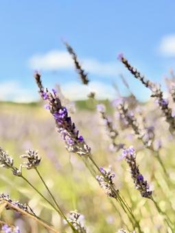 ラベンダーの花 ラベンダーの花の写真