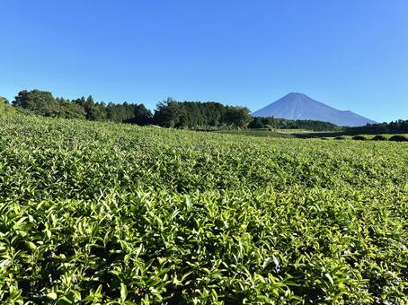 夏空と光輝く茶畑と富士山 夏空と光輝く茶畑と富士山 富士山,茶畑,お茶の写真素材