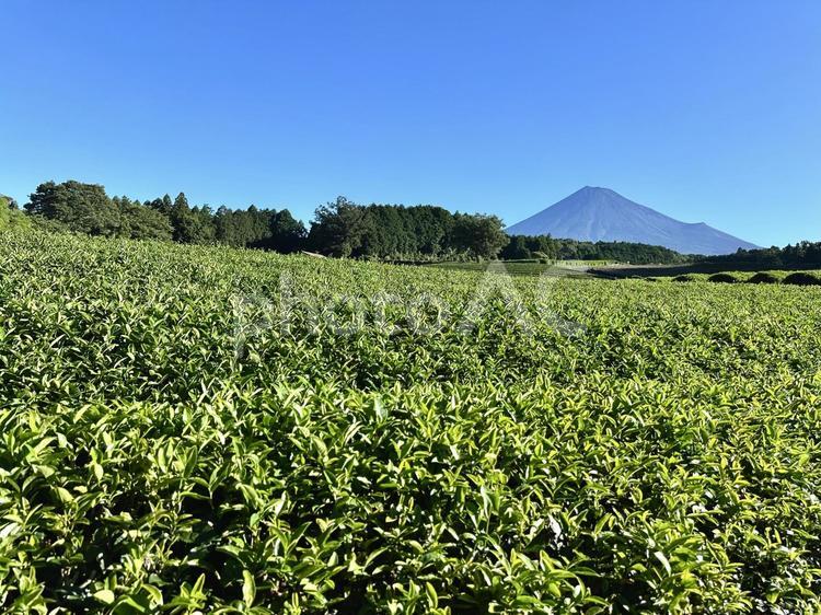 夏空と光輝く茶畑と富士山 富士山,茶畑,お茶の写真素材