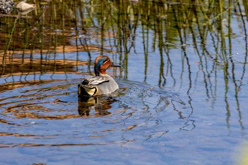 春の小川を泳ぐカモ カモ,野生,野鳥の写真素材