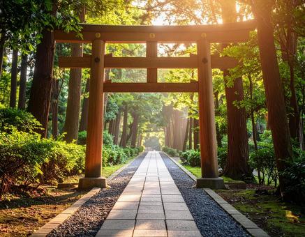 朝陽が差す鳥居 朝陽が差す鳥居の写真