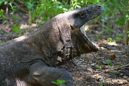 コモド国立公園～コモドドラゴン８ コモドドラゴン,コモドオオトカゲ,野生の写真素材