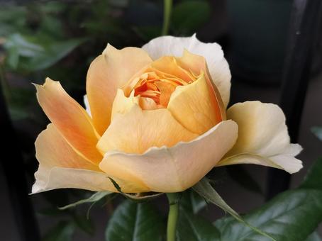 Photo, rose, lantern citroille, drew, 