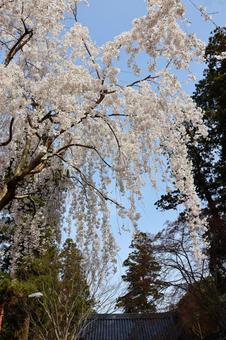 4月上旬の四国八十一番霊場白峯寺の桜の花 4月上旬の四国八十一番霊場白峯寺の桜の花 背景,桜,花の写真素材