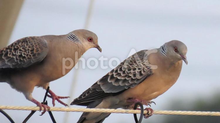 電線の上のキジバトのつがい 鳩,鳥,雉鳩の写真素材