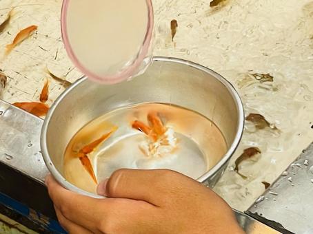 夏祭りの屋台 金魚すくい 夏祭りの屋台 金魚すくいの写真