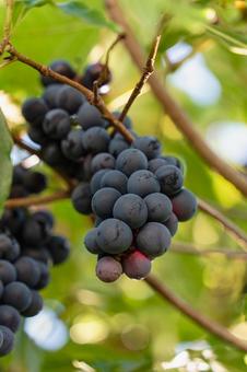 ピコ島のブドウの写真