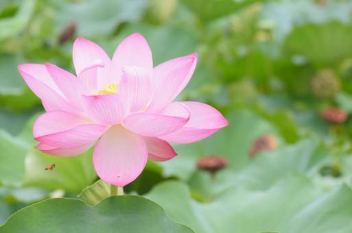 蓮の花 蓮の花,ハス,朝の写真素材