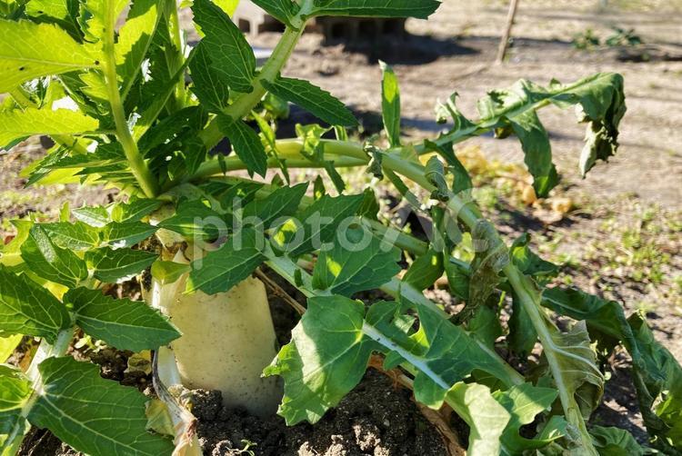 収穫前の新鮮な大根 大根,根菜,畑の写真素材
