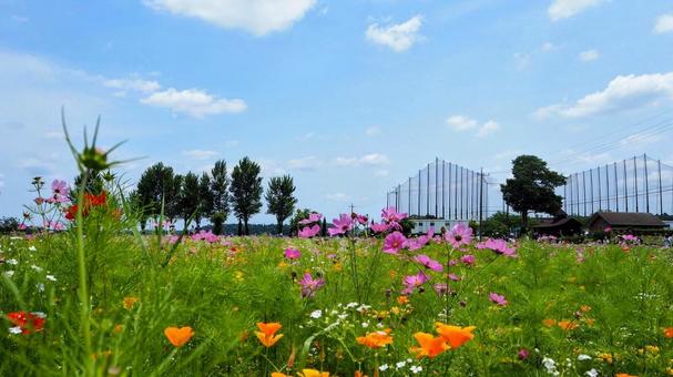 初夏の花々・佐倉市の里山の花畑(千葉県) 初夏の花々・佐倉市の里山の花畑(千葉県)の写真