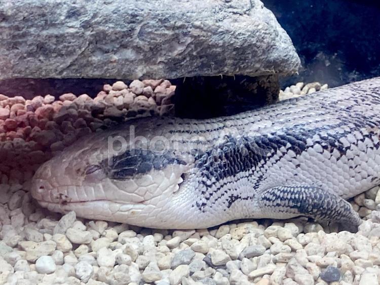 ヒガシアオジタトカゲ ヒガシアオジタトカゲ,アオジタトカゲ,上野動物園の写真素材