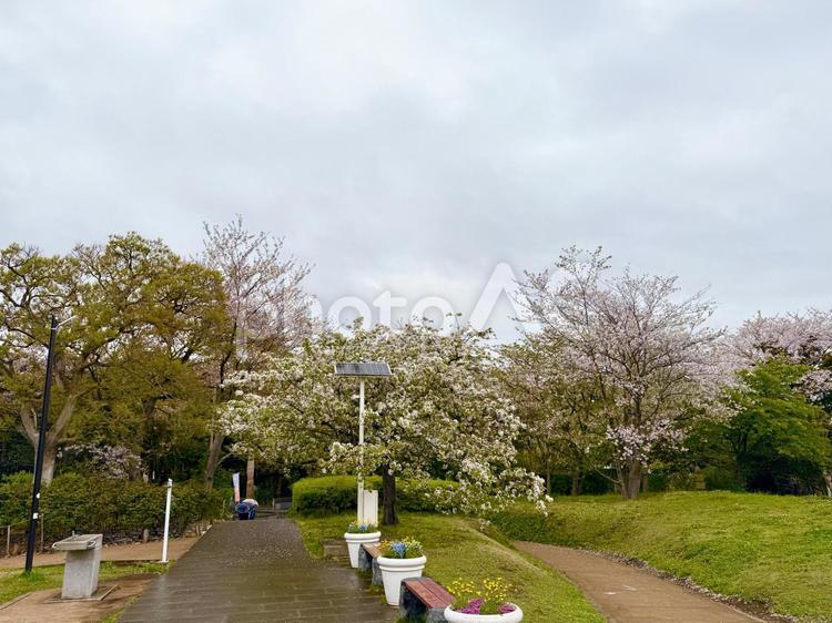 江ノ島の桜の木々と庭園 空,春,桜の写真素材