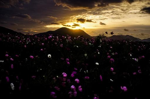 <素材>夕暮れのコスモス畑の風景 <素材>夕暮れのコスモス畑の風景の写真