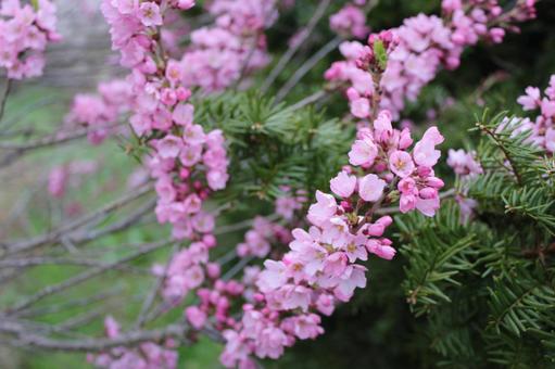 Sakura 14, JPG