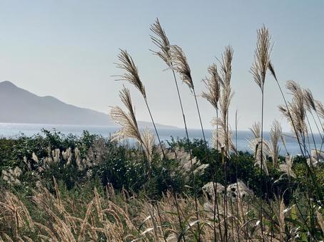 ススキと早朝の田舎の秋景色 ススキ,すすき,茅の写真素材