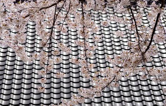 和風の瓦屋根と満開の桜 建物,光,輝きの写真素材