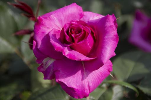 薔薇 薔薇の写真