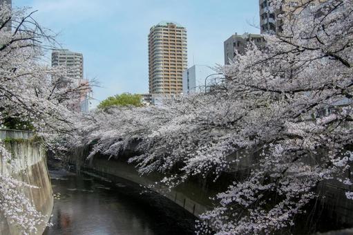 川沿いの桜並木 川沿いの桜並木の写真