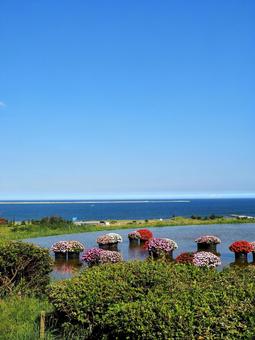 ひたち海浜公園・サンパチェンスの花&海 ひたち海浜公園・サンパチェンスの花&海 初秋,国営ひたち海浜公園,サンパチェンスの写真素材