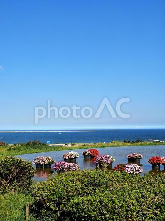 ひたち海浜公園・サンパチェンスの花＆海 初秋,国営ひたち海浜公園,サンパチェンスの写真素材