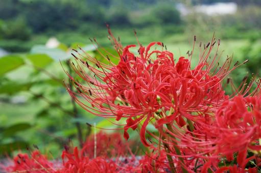 公園に咲く晩夏の赤い彼岸花のアップ 公園に咲く晩夏の赤い彼岸花のアップの写真