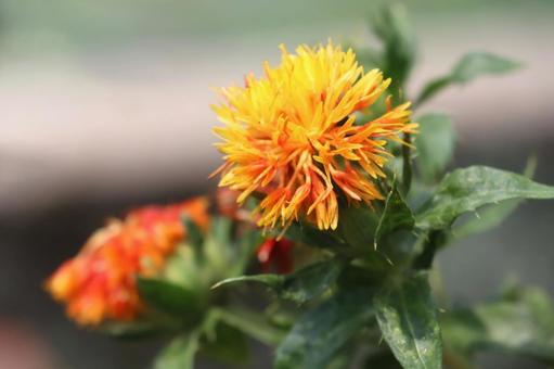 Photo, safflower, flower, plant, 
