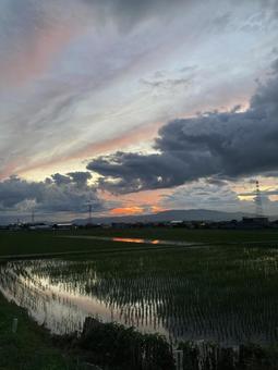 夏の夕焼け(縦) 夏の夕焼け(縦)の写真