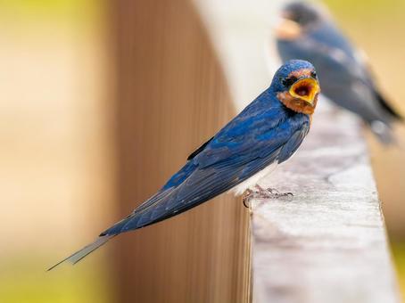 柵にとまるツバメ 柵にとまるツバメ ツバメ,燕,野鳥の写真素材