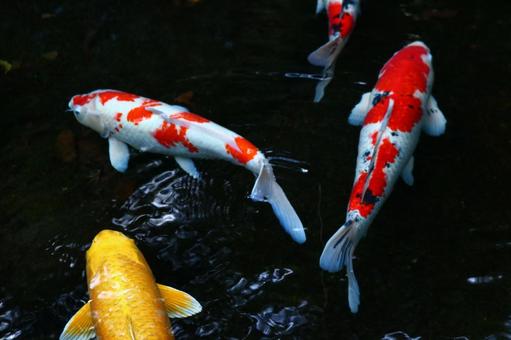 鯉 鯉 鯉,錦鯉,コイの写真素材