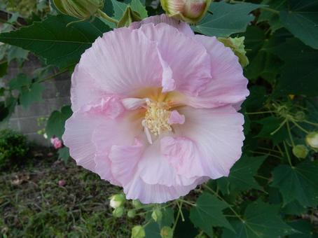 【花の写真】スイフヨウの花の写真