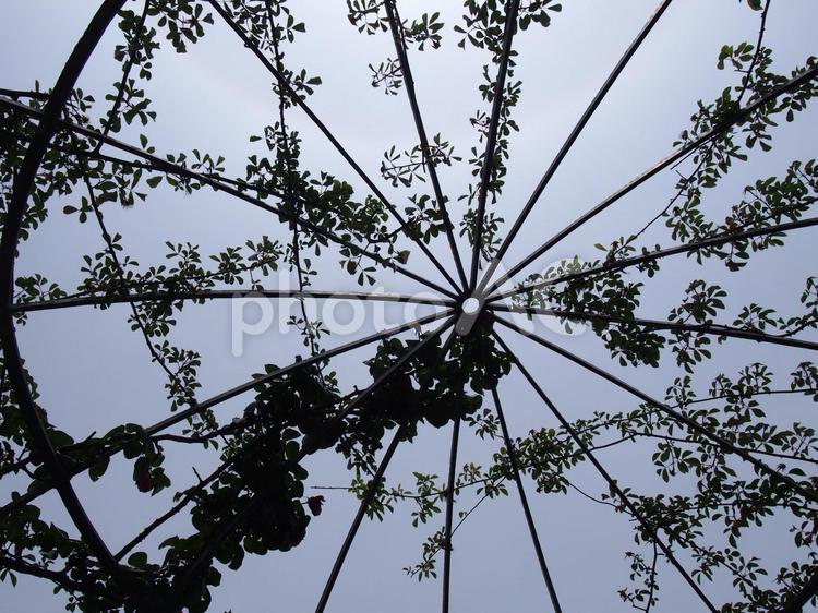 空と薔薇のシルエット 空,ソラ,そらの写真素材