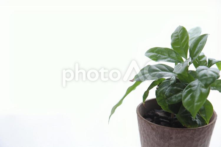 コーヒーの木の鉢植えⅤ コーヒーの木,植物,観葉植物の写真素材