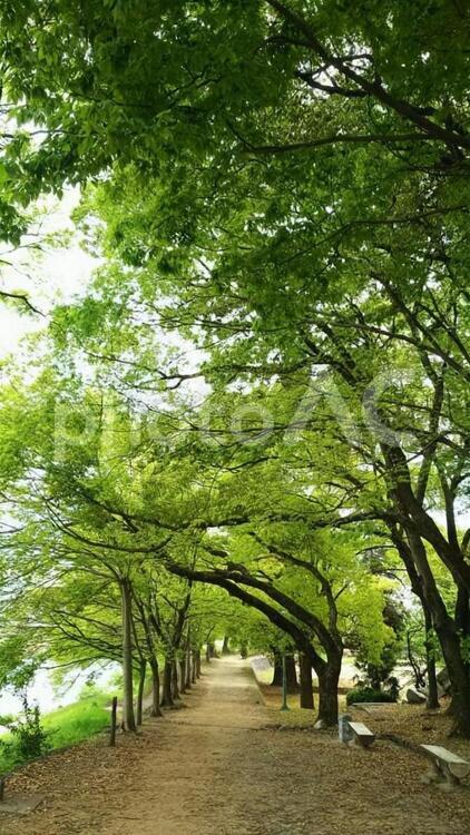 樹木の道 木,風景,葉の写真素材