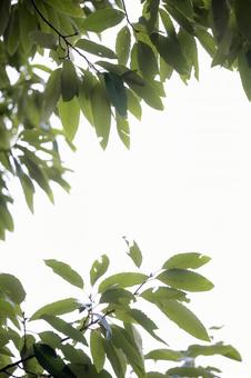 クヌギ クヌギの写真