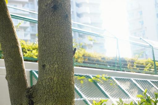 木にとまるセミ 木にとまるセミの写真