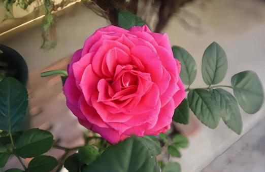 薬草として活躍 バラ,花,flowerの写真素材