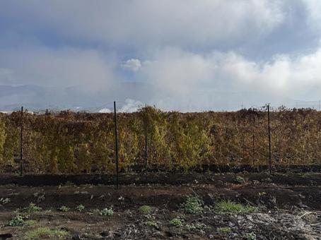 晩秋の長芋畑の写真