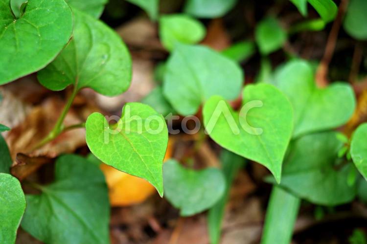 かわいいハート型の葉の植物 植物,葉,ハートの写真素材
