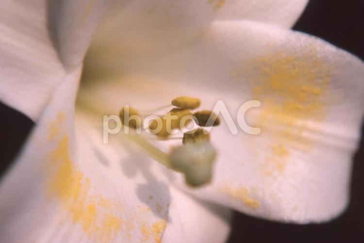 白ユリの雄しべと雌しべ 白ユリ,雄しべ,雌しべの写真素材