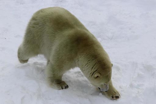 ホッキョクグマ ホッキョクグマの写真